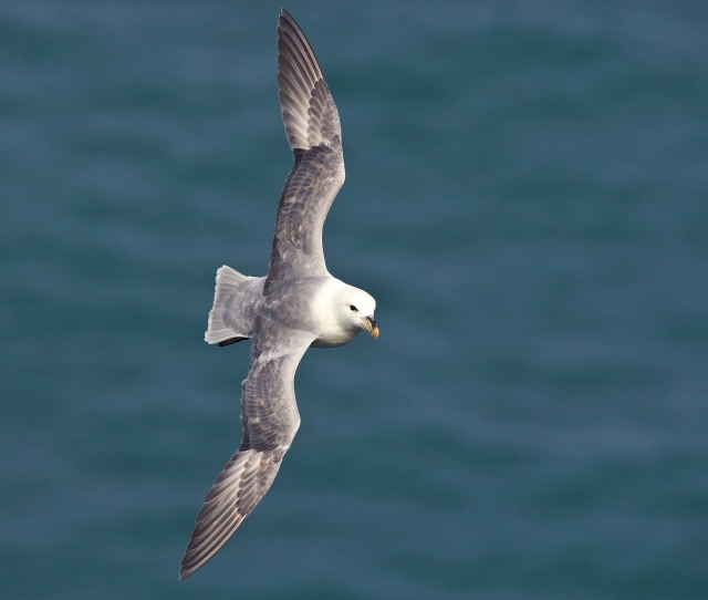 Fulmar (Tom McDonnell)